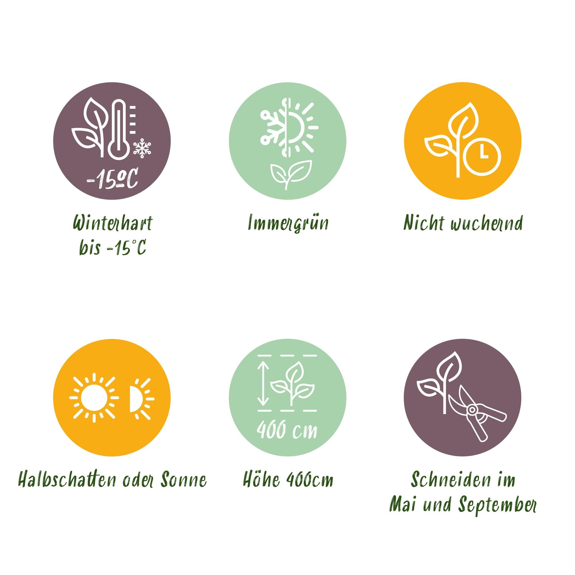 Ligustrum ovalifolium – 8 Pflanzen für 1 m Hecke | Immergrün &amp; schnittfest