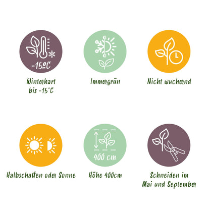Ligustrum ovalifolium – 8 Pflanzen für 1 m Hecke | Immergrün &amp; schnittfest