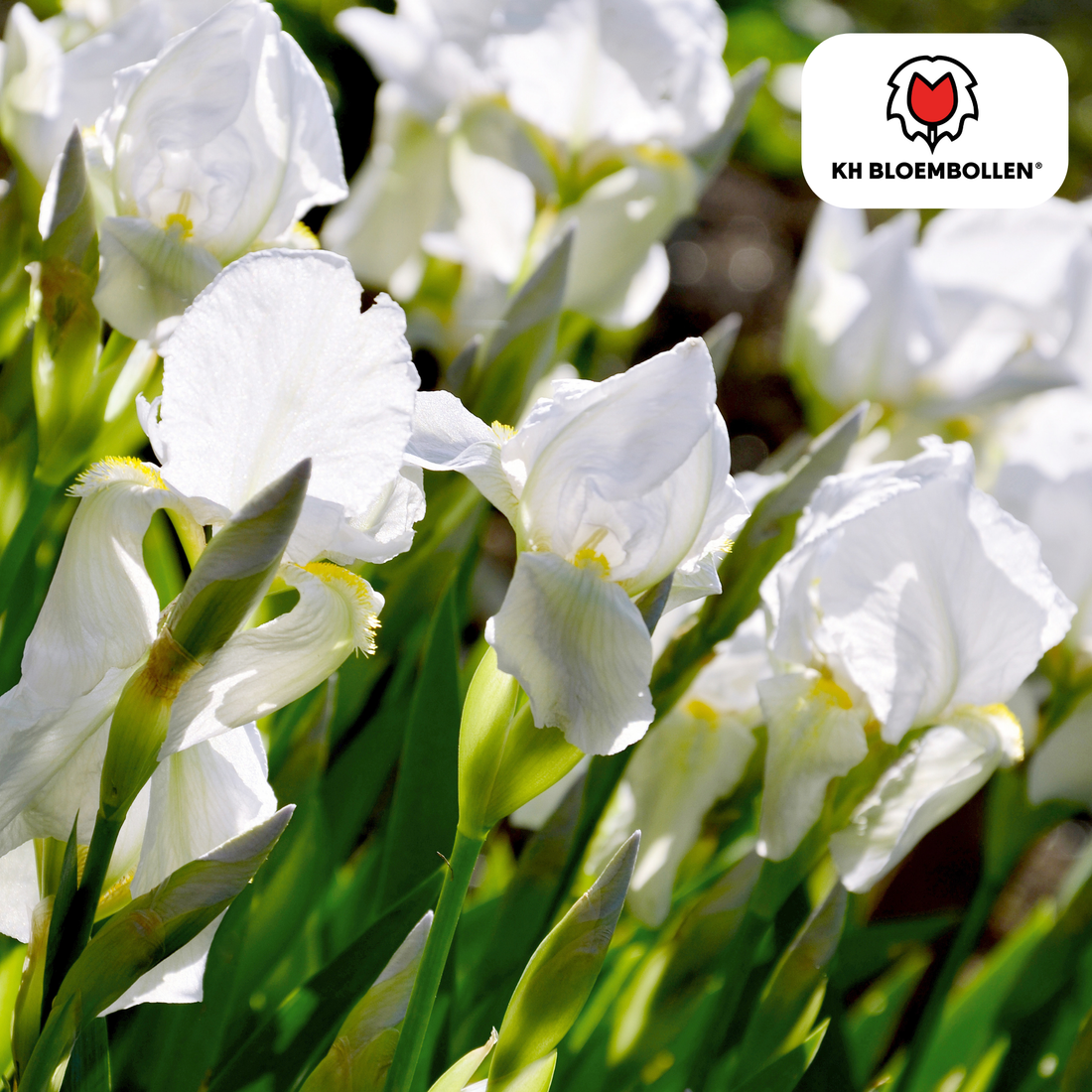 Iris Alaska – 25 Stück | Weiße Schwertlilie für Beet &amp; Kübel