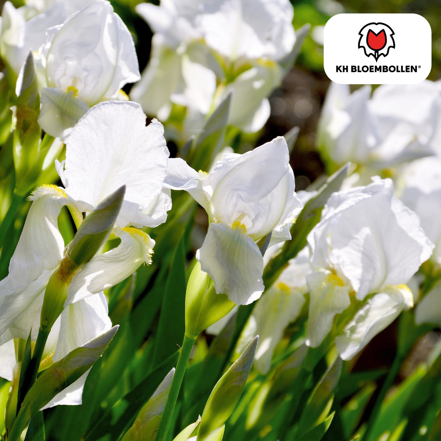Iris Alaska – 25 Stück | Weiße Schwertlilie für Beet &amp; Kübel