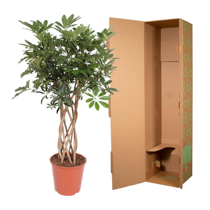 Schefflera arboricola Compacta | Strahlenaralie mit geflochtenem Stamm – Verschiedene Größen