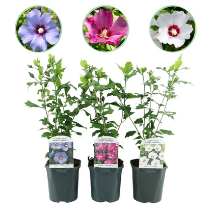 Hibiscus syriacus Tricolour - Blüte Rosa, Weiß und Blau - 3 Pflanzen - Laubabwerfend - Wenig Pflegeaufwand - Topf 17cm Höhe 45cm