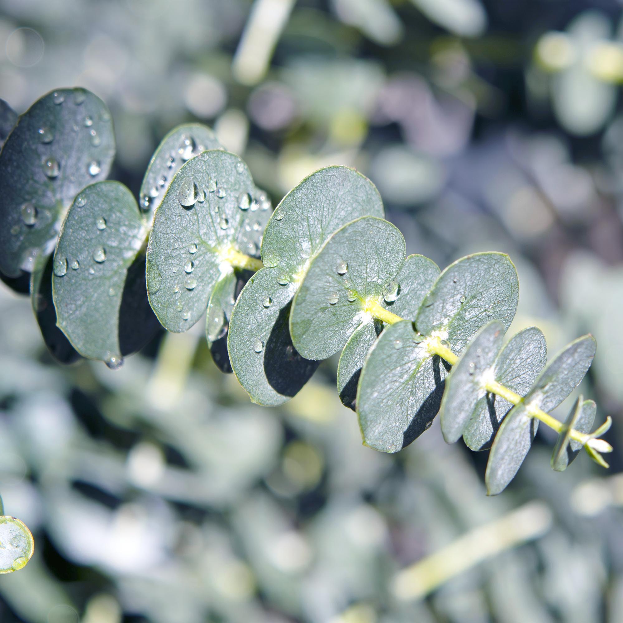 Terrassenpflanze - Eukalyptusbaum - Eukalyptus gunnii - Grau - 6 Pflanzen - Winterhart - Topf 17cm Höhe 40cm