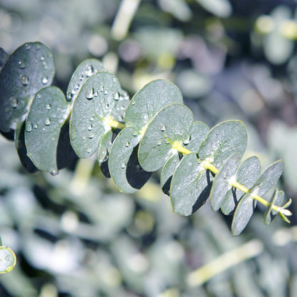 Terrassenpflanze - Eukalyptusbaum - Eukalyptus gunnii - Grau - 6 Pflanzen - Winterhart - Topf 17cm Höhe 40cm
