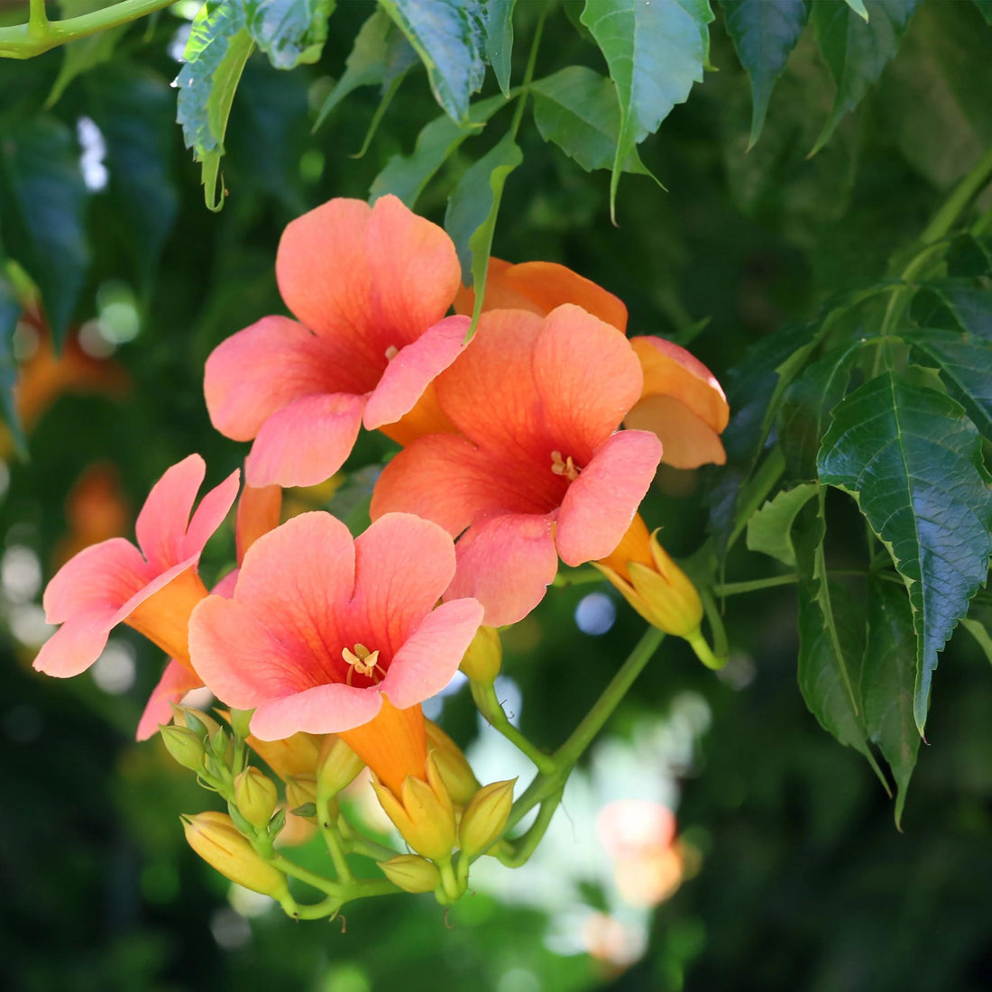 Trompetblume - Campsis radicans Madame Galen - Blüte Orange - Wenig Pflege - 2 Pflanzen - Topf 11cm Höhe 40cm