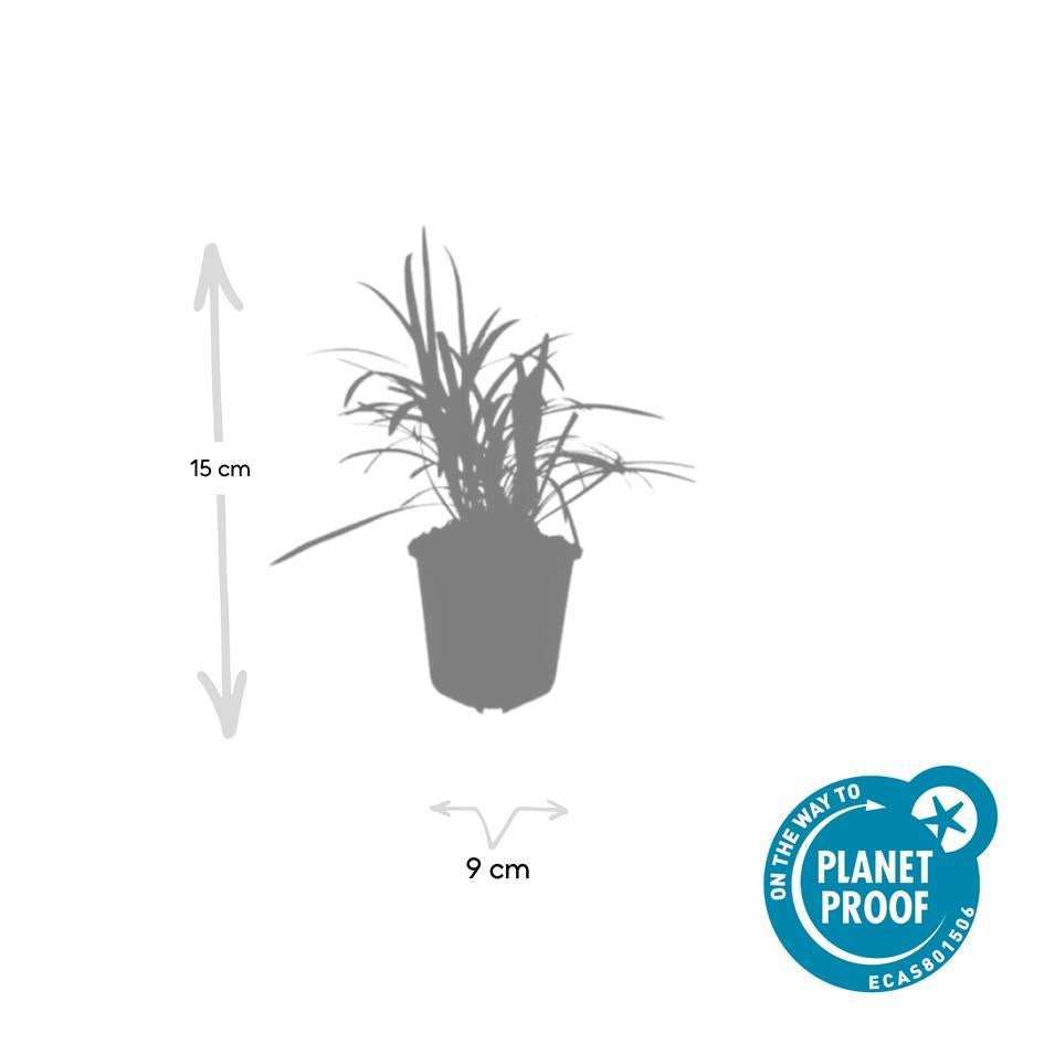 24x Liriope muscari &