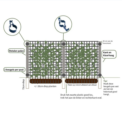Hedera Hibernica - Efeu - Fertighecke - ↨120 cm