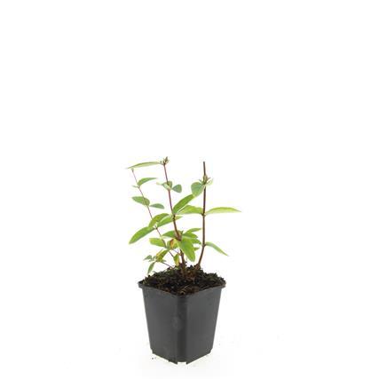 24x Zier-Johanniskraut mit leuchtenden Beeren – Höhe 10–25 cm – Ø 9 cm Topf