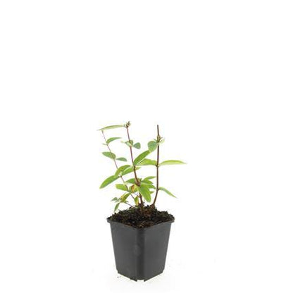 24x Zier-Johanniskraut mit leuchtenden Beeren – Höhe 10–25 cm – Ø 9 cm Topf