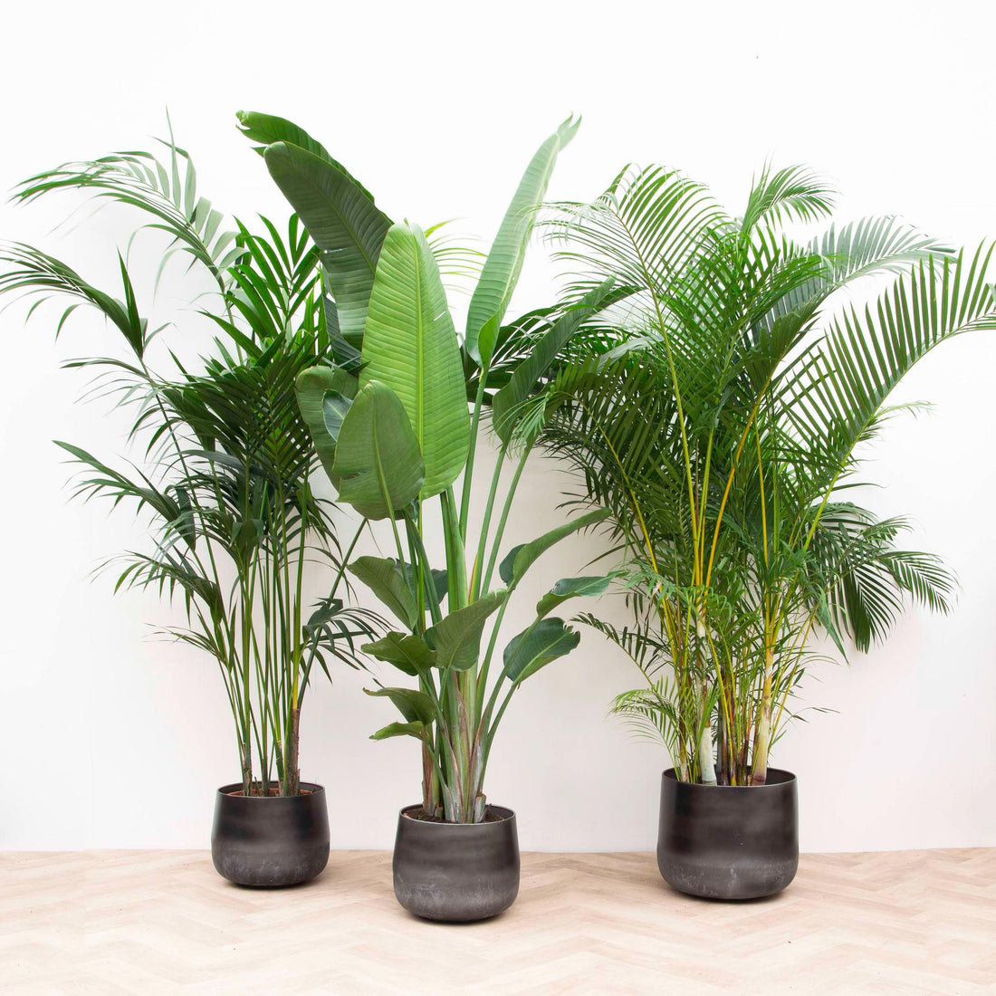 Vorteilspaket XXL: Kentia, Strelitzia & Areca – Große Zimmerpflanzen