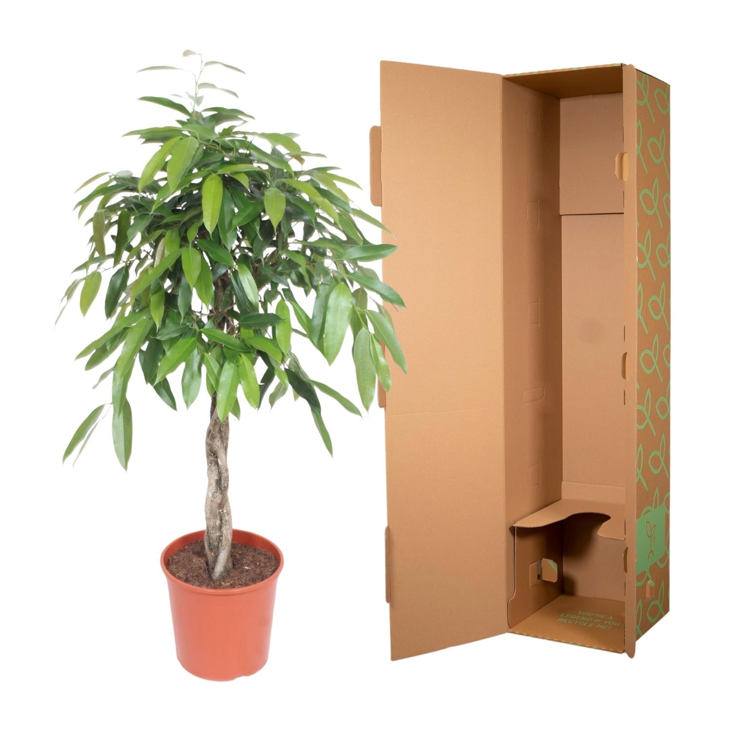 Ficus Amstel King geflochtenen Stamm - 140 cm - ø30