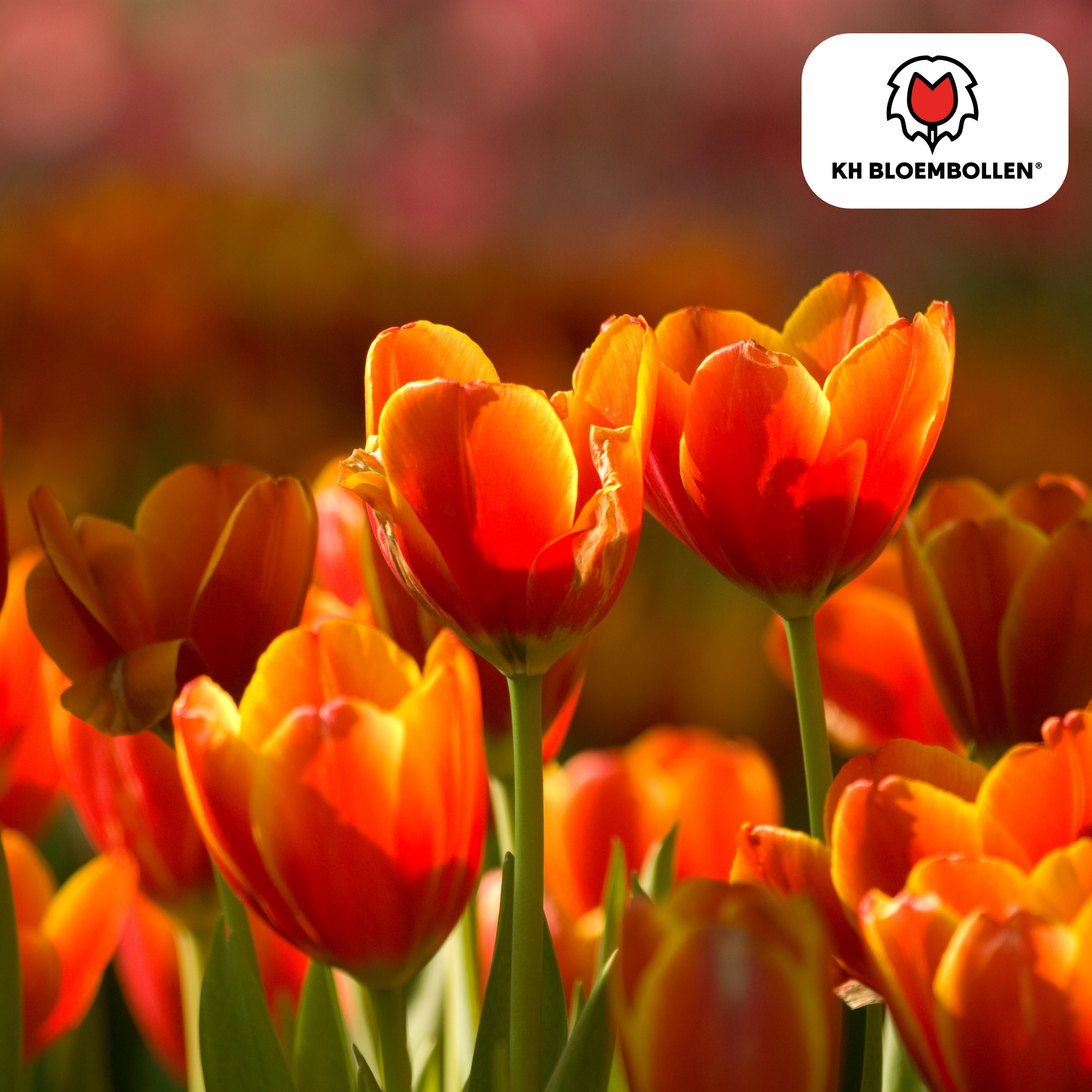 Tulpenzwiebeln Dafeng – 20er-Pack | Gefranste Tulpe Orange-Rot