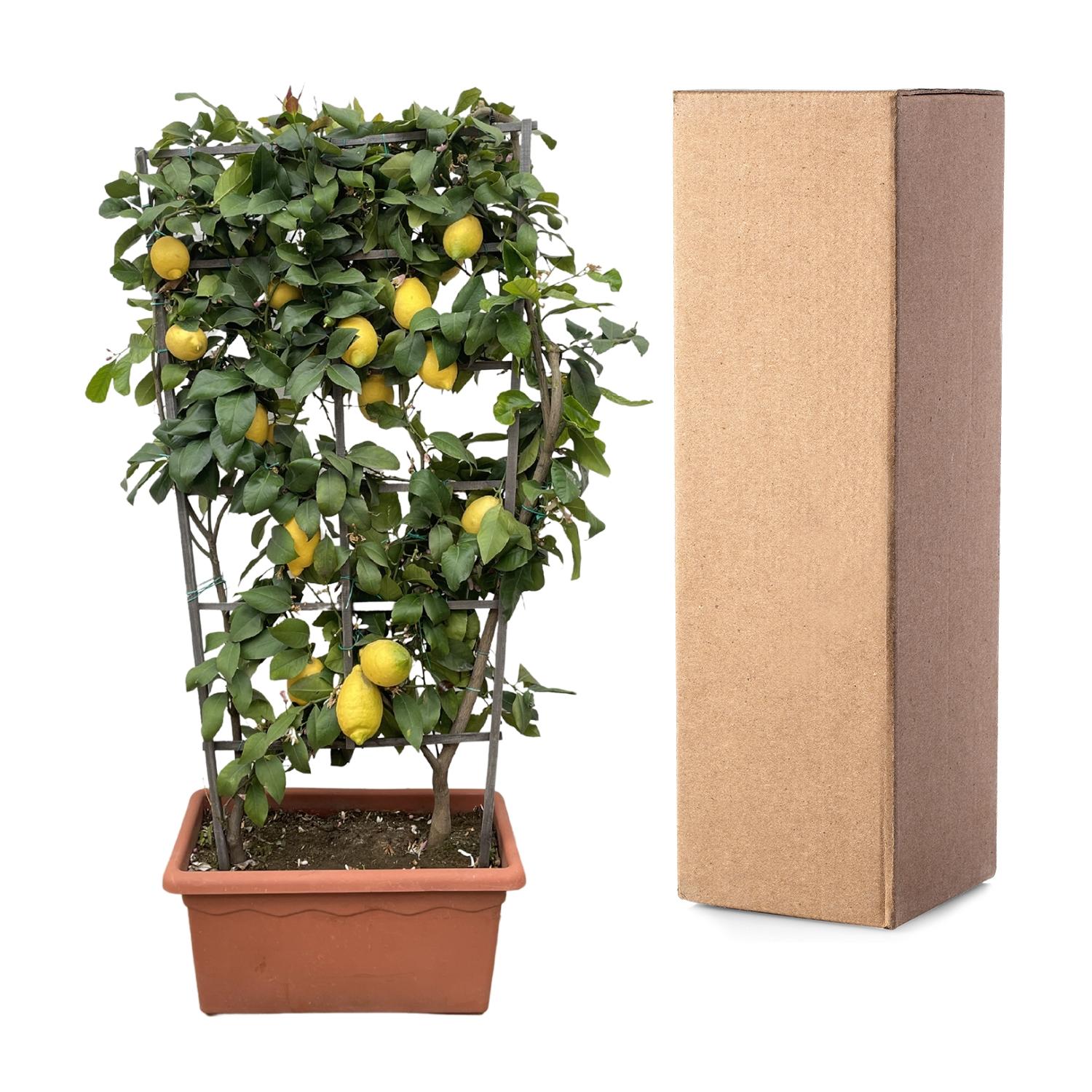 Citrus Lemon Spalier 160 cm | Zitronenbaum im Ø60 cm Topf – Mediterrane Kübelpflanze