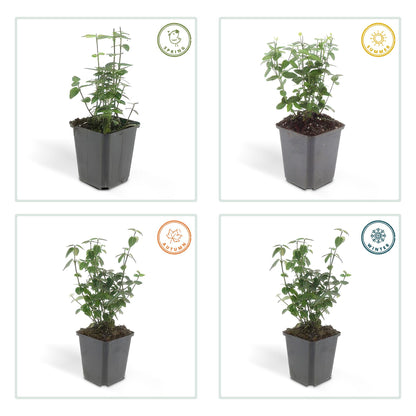 24x Euonymus fortunei radicans - ↕10-25cm - Ø9cm