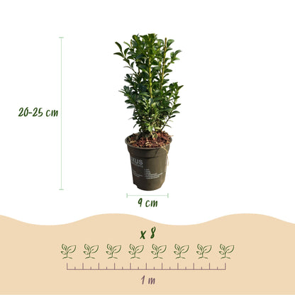 Buxus sempervirens – Heckenpflanze – 8 Pflanzen für 1 lfd. Meter – Immergrün – Ø9 cm Topf – Höhe 20–25 cm