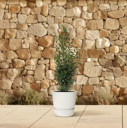 Laurus Nobilis Lorbeer - 210 cm - ø50