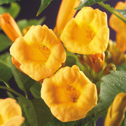 Trompetenblume - Campsis radicans Flava - Blüte Gelb - Wenig Pflege - 2 Pflanzen - Topf 11cm Höhe 40cm