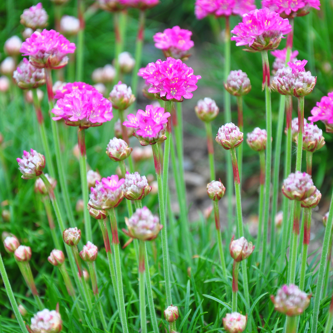 6x Armeria m. &