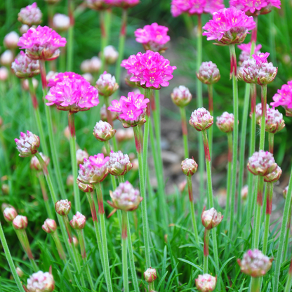 6x Armeria m. &