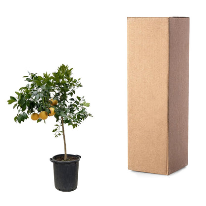 Citrus Pompelmo – Grapefruitbaum – ca. 150 cm – Ø40 cm Topf – Mediterrane Kübelpflanze