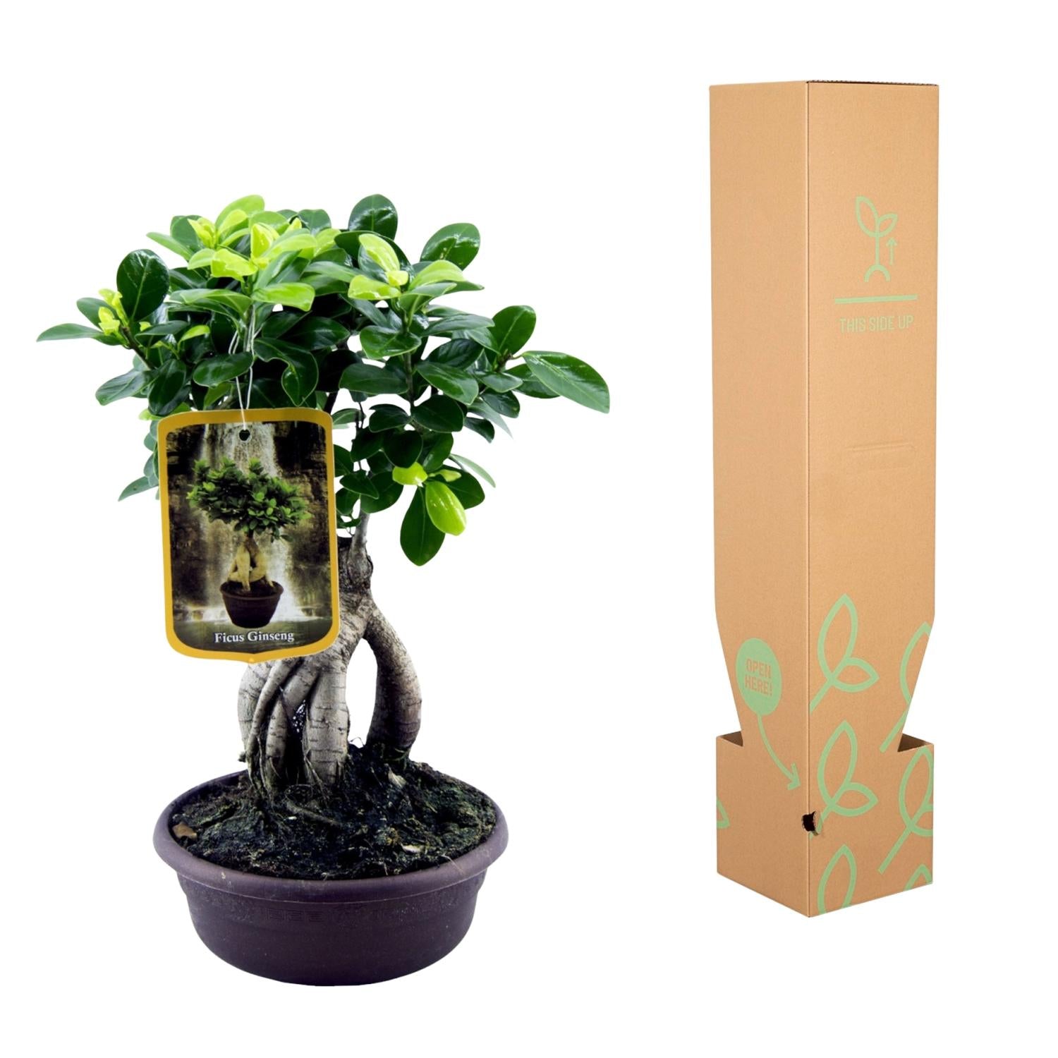 Ficus Microcarpa Ginseng – Eleganter Bonsai für Innenräume