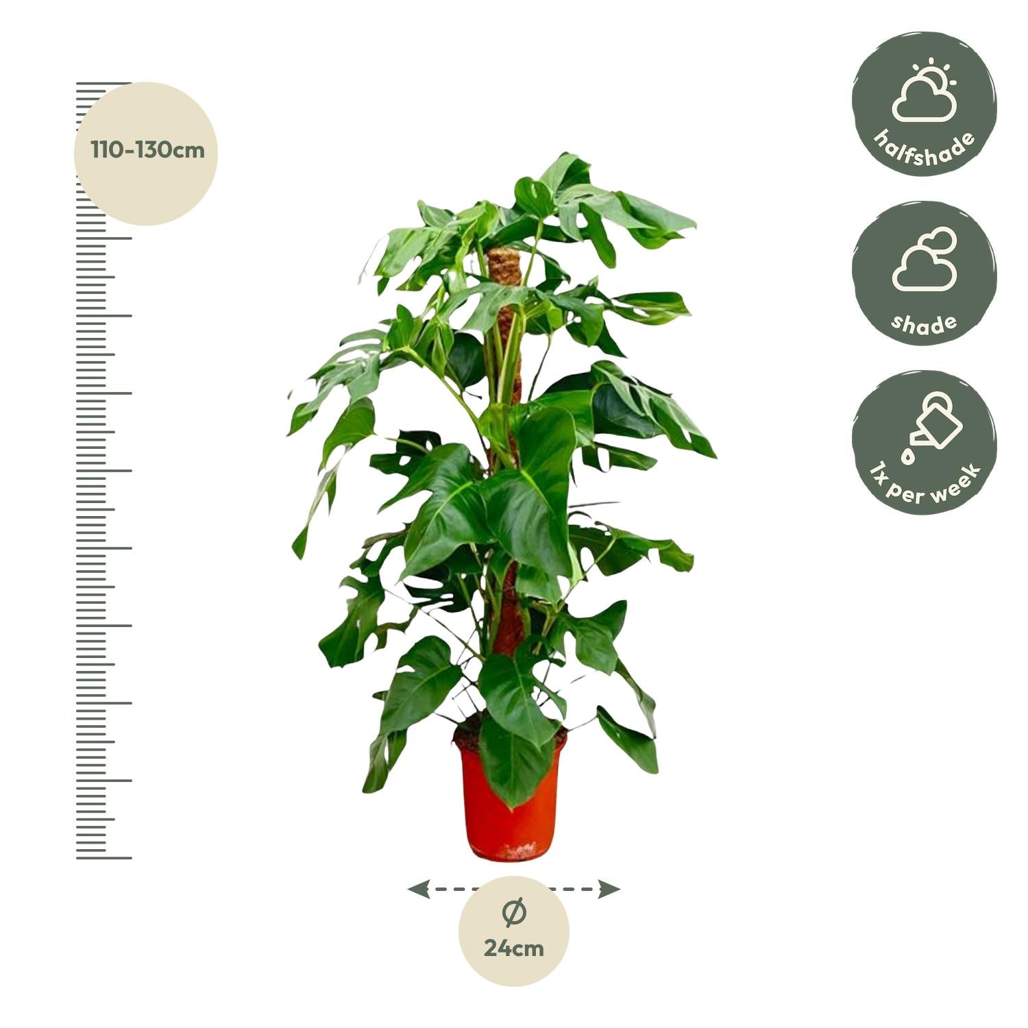 Monstera Pertusum XL 120 cm – Fensterblatt für Innenräume