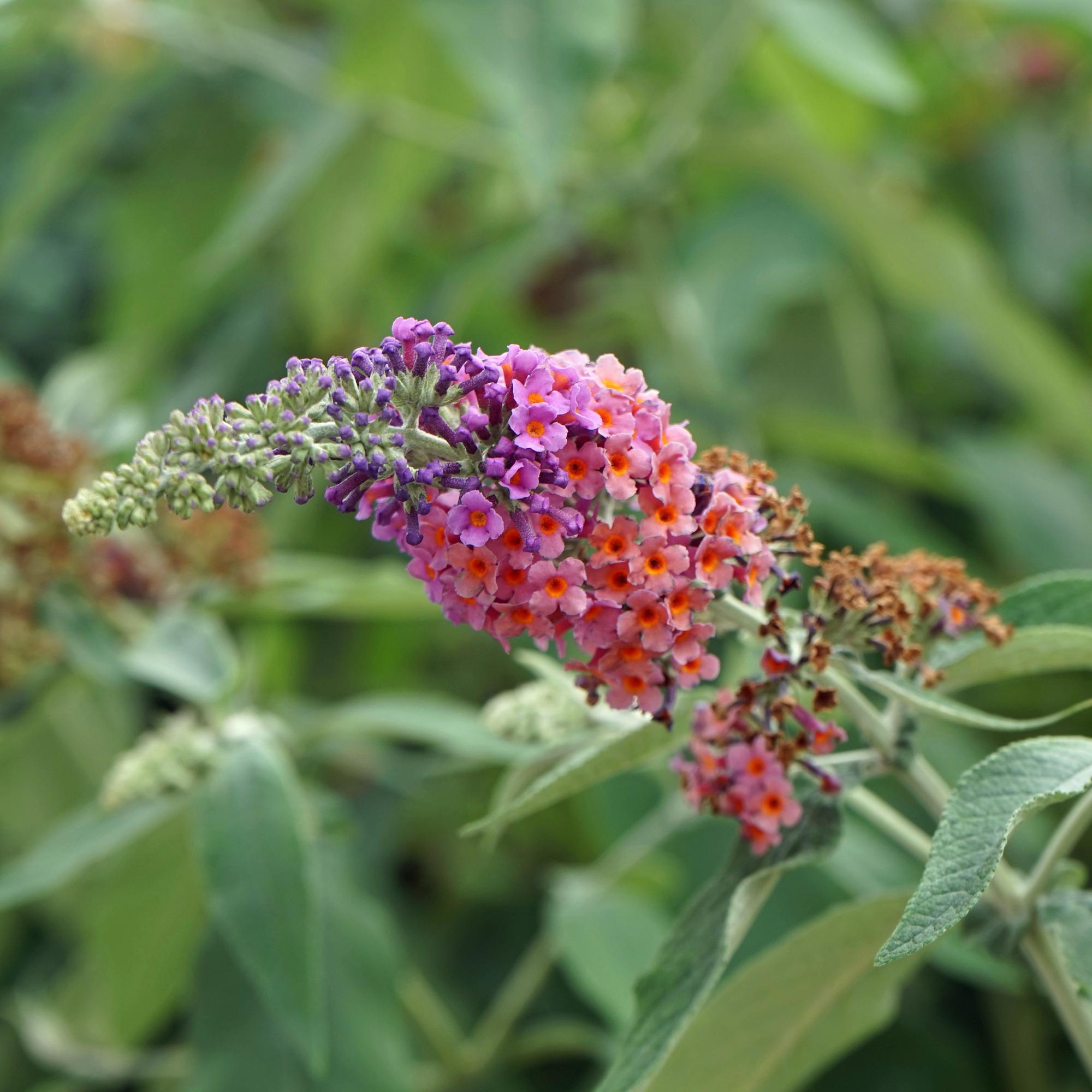 Schmetterlingsstrauch - Buddleja davidii Flower Power - Blüte Orange Lila - 1 Pflanze - Laubabwerfend - Schmetterling anziehend - Topf 17cm Höhe 30cm