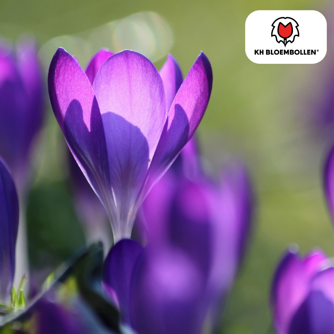 Lila Krokuszwiebeln – 30 Stück | Frühblüher in Violett