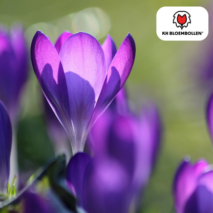 Lila Krokuszwiebeln – 30 Stück | Frühblüher in Violett