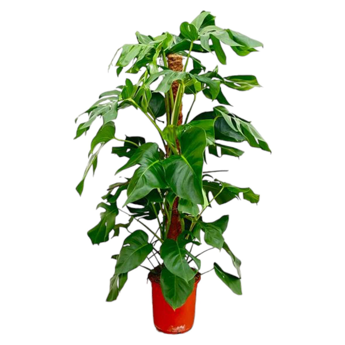 Monstera Pertusum XL 120 cm – Fensterblatt für Innenräume
