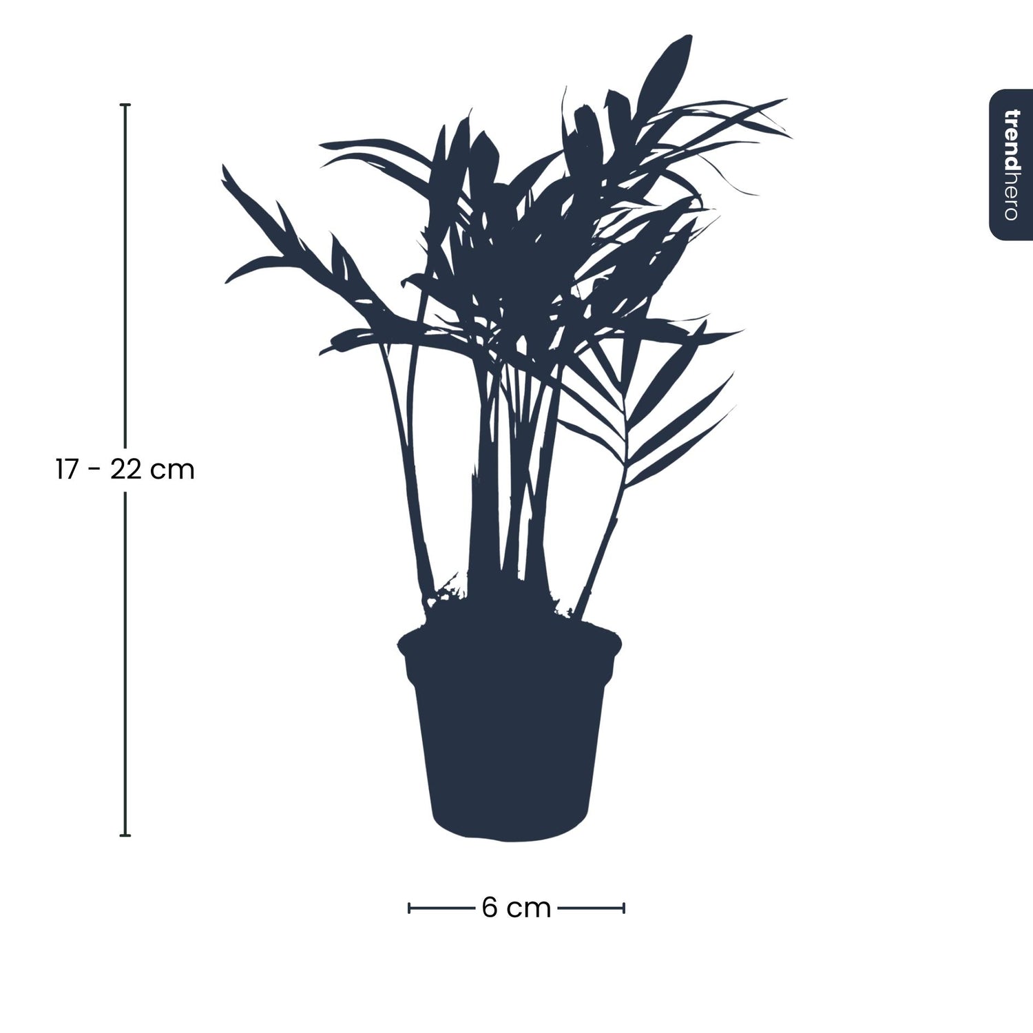 Bergpalme Chamaedorea elegans &