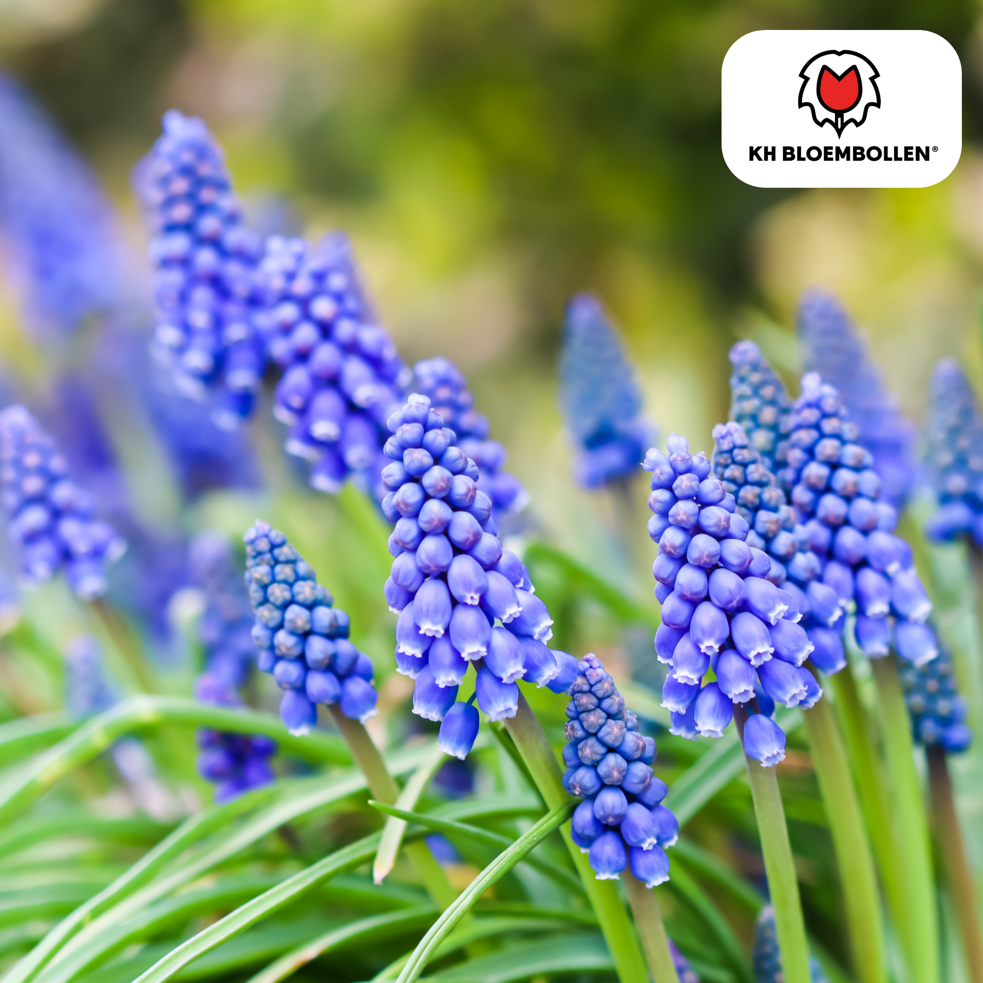 Muscari Blue Moon – 20 Stück | Zarte Traubenhyazinthen