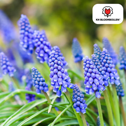 Muscari Blue Moon – 20 Stück | Zarte Traubenhyazinthen