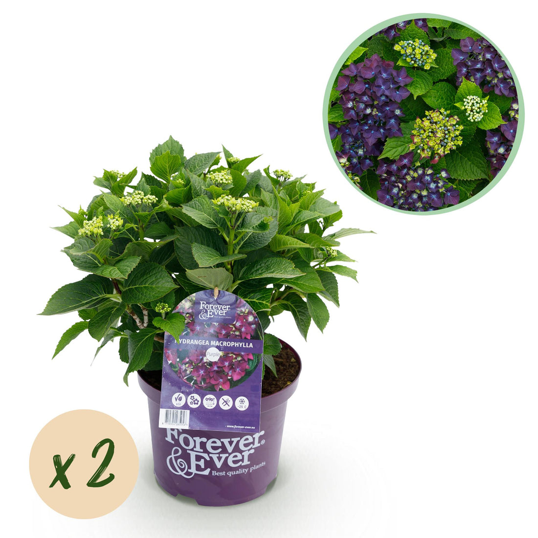 Balkon-Hortensie Forever &amp; Ever Lila – 2 Pflanzen – 7–12 Blüten – Ø23 cm Topf – Höhe ca. 55 cm