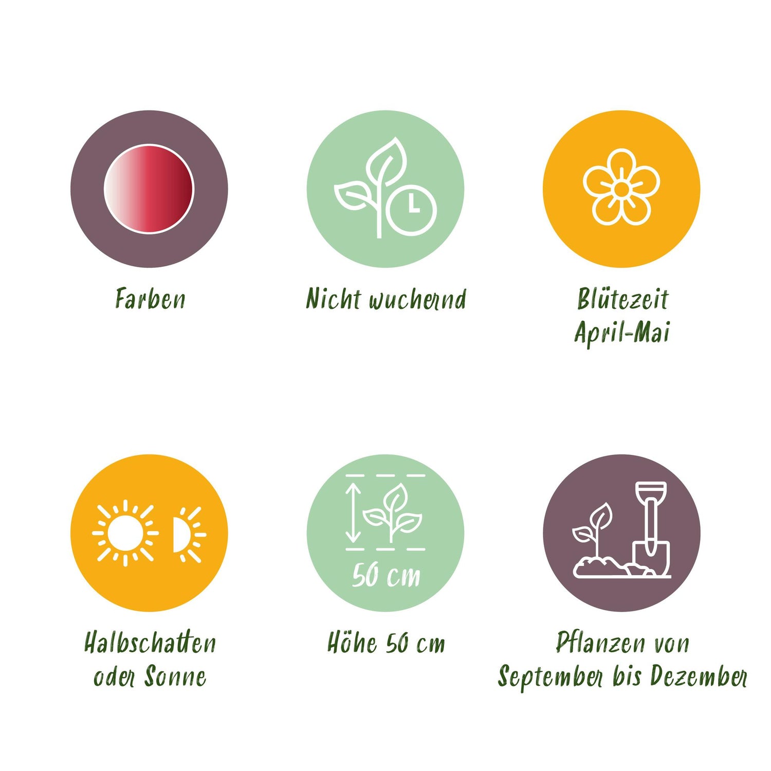 Blumenzwiebeln Tulpe Hemisphere Mischung | 12 Stück Bunte Farben – Zwiebelgröße 11/12 – XXL Pack