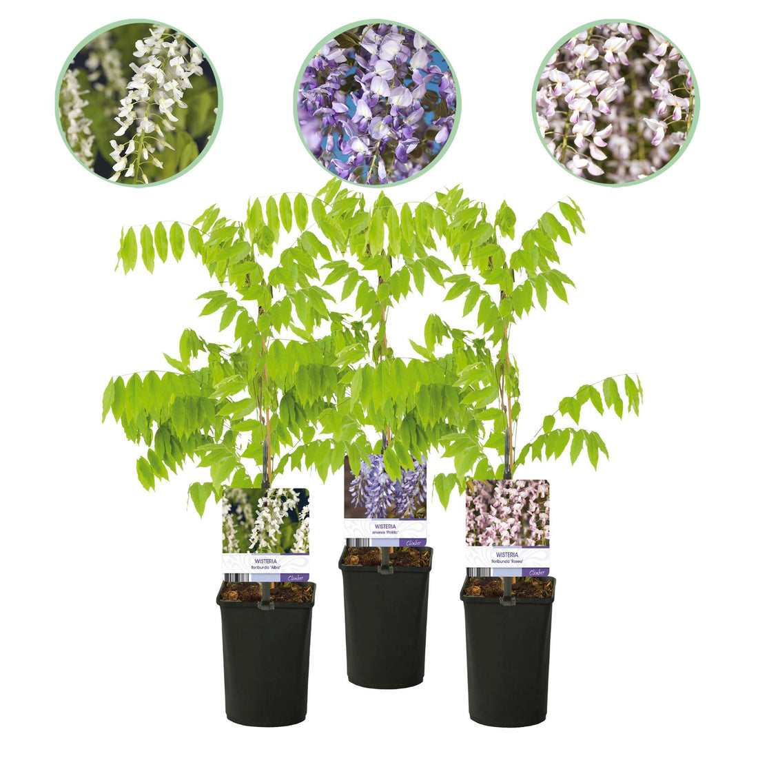 Blauregen Wisteria floribunda Tricolour | 3 Pflanzen Blau, Rosa &amp; Weiß – Kletterpflanze