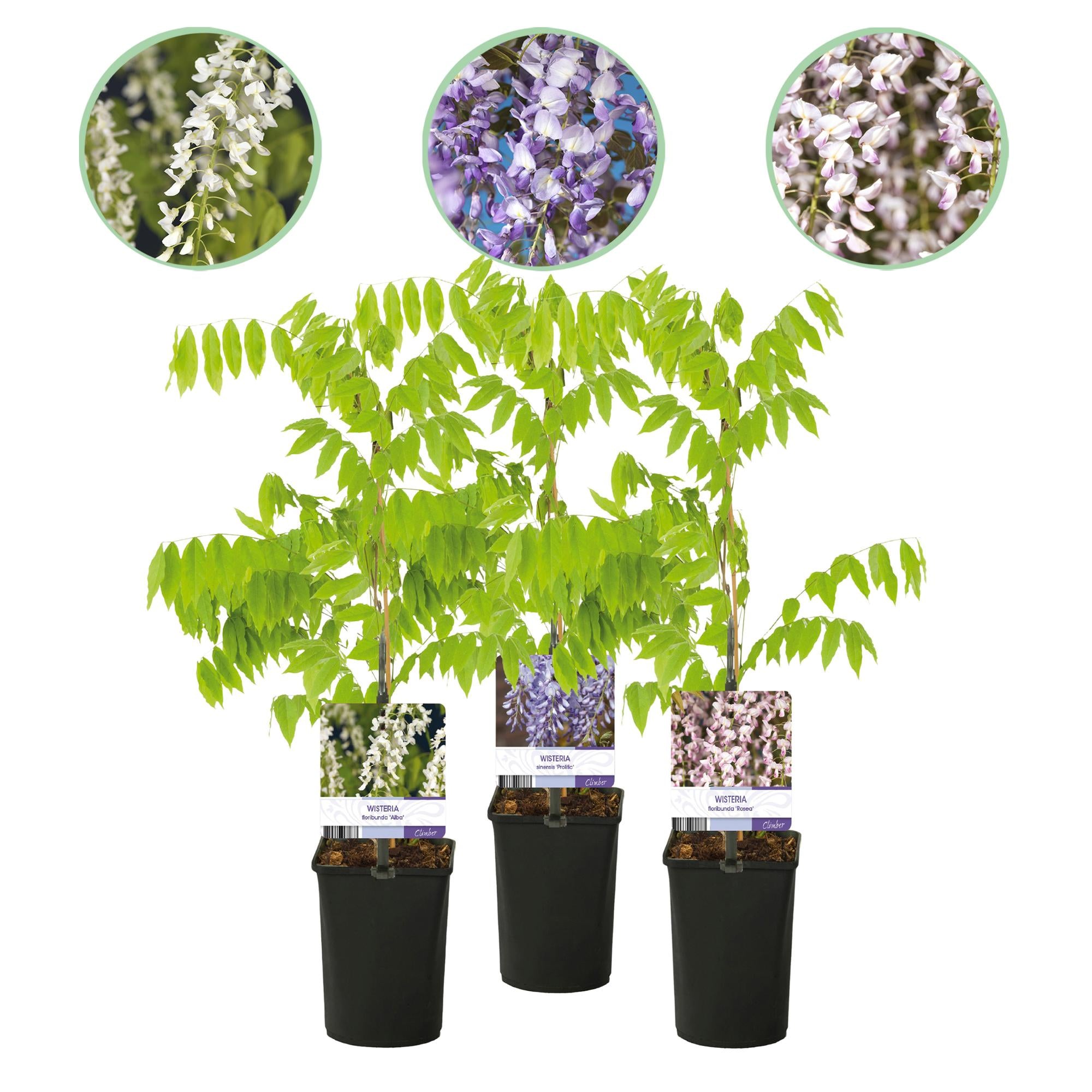 Blauregen Wisteria floribunda Tricolour | 3 Pflanzen Blau, Rosa &amp; Weiß – Kletterpflanze