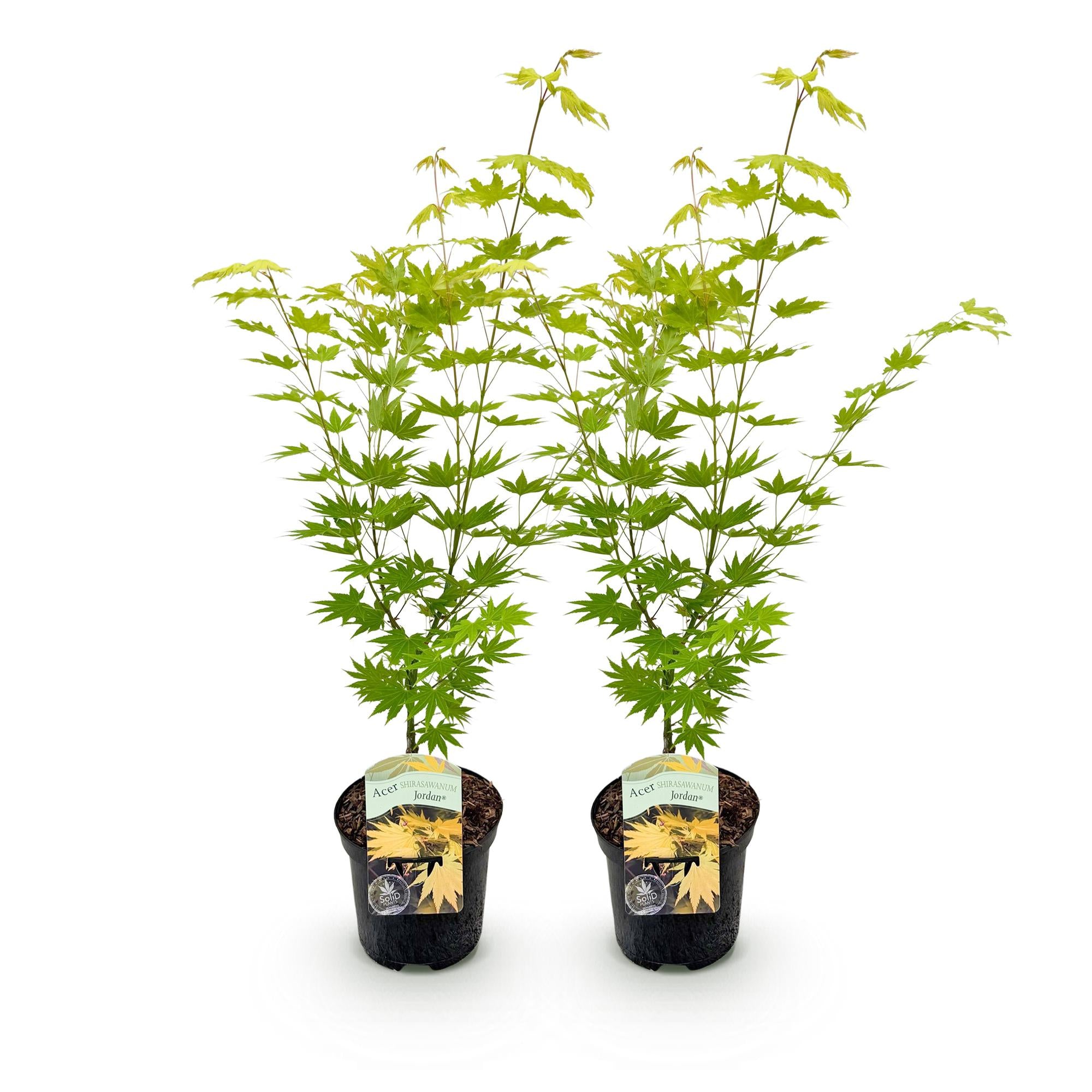 Japanischer Ahorn - Acer palmatum Jordan - Gelb - 2 Pflanzen - Laubabwerfend - Topf 19cm Höhe 70cm