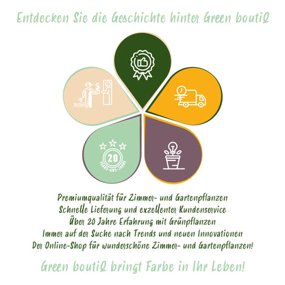 Stauden Paket - Bienen- und Schmetterlingsanziehend - 8 Stauden - Für 1 m2 - Verschiedene Farben - Wenig Pflege - Topf 11cm