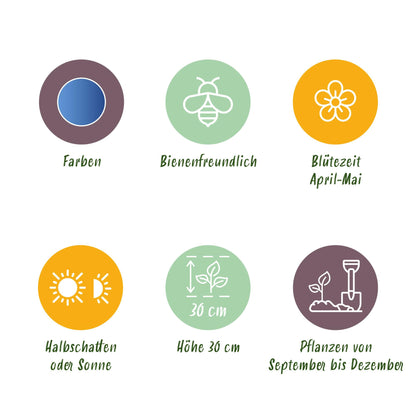 Blumenzwiebeln Hyacinthoides non-scripta | 20 Stück Blau – Zwiebelgröße 7/8 – XXL Pack