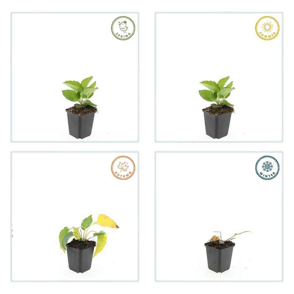 Rudbeckia fulgida ‘Goldsturm’ – 24 Pflanzen Ø 9 cm ↕ 10–25 cm – Winterharte Sonnenhut-Staude für sonnige Beete