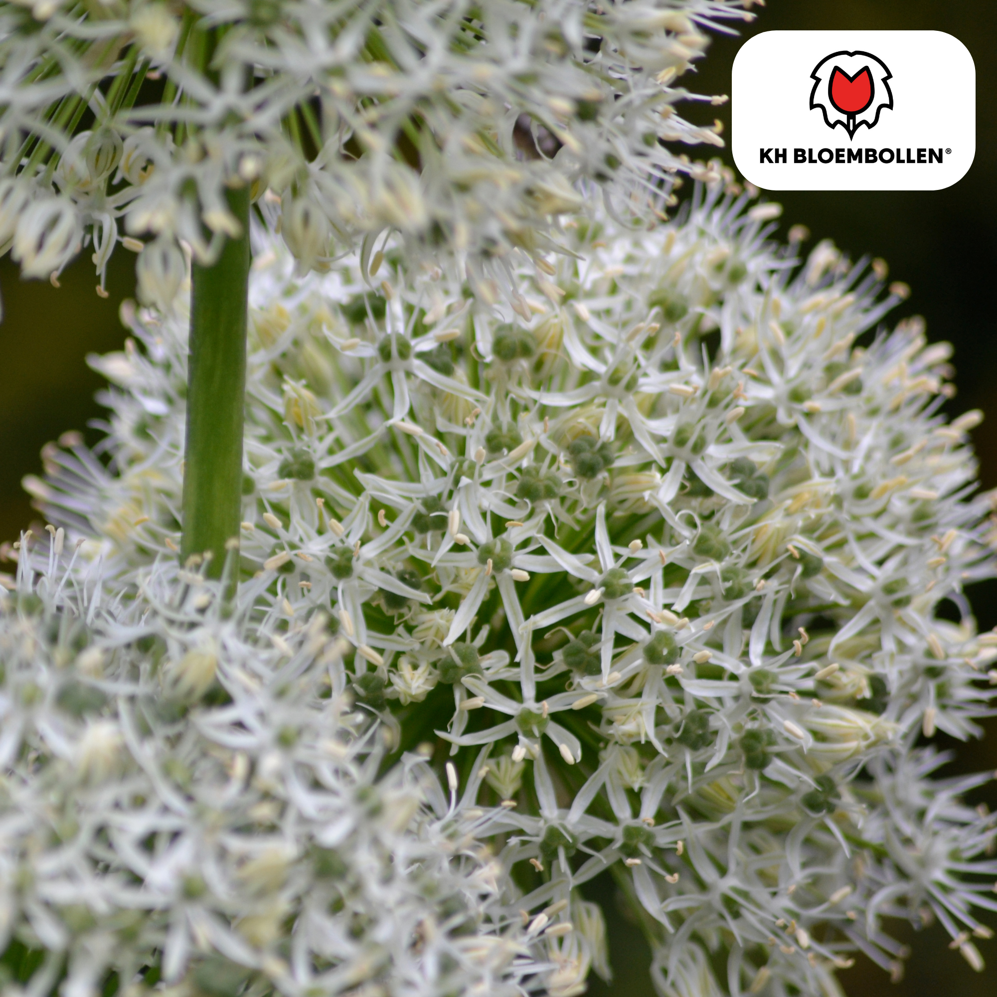 Allium White Giant – 5 Stück | Weißer Zierlauch in XL