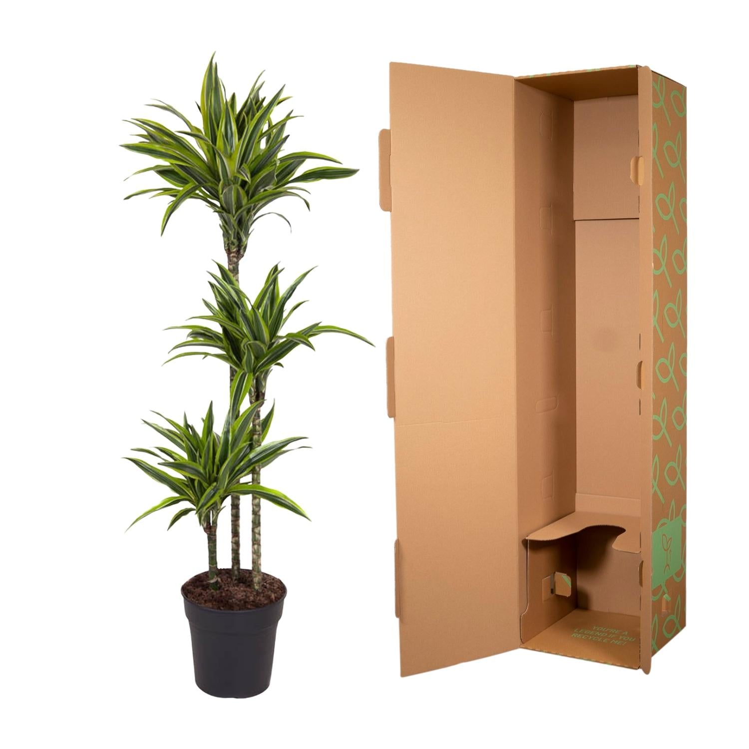 Dracaena Lemon Lime 130 - 150 cm – Pflegeleicht &amp; luftreinigend