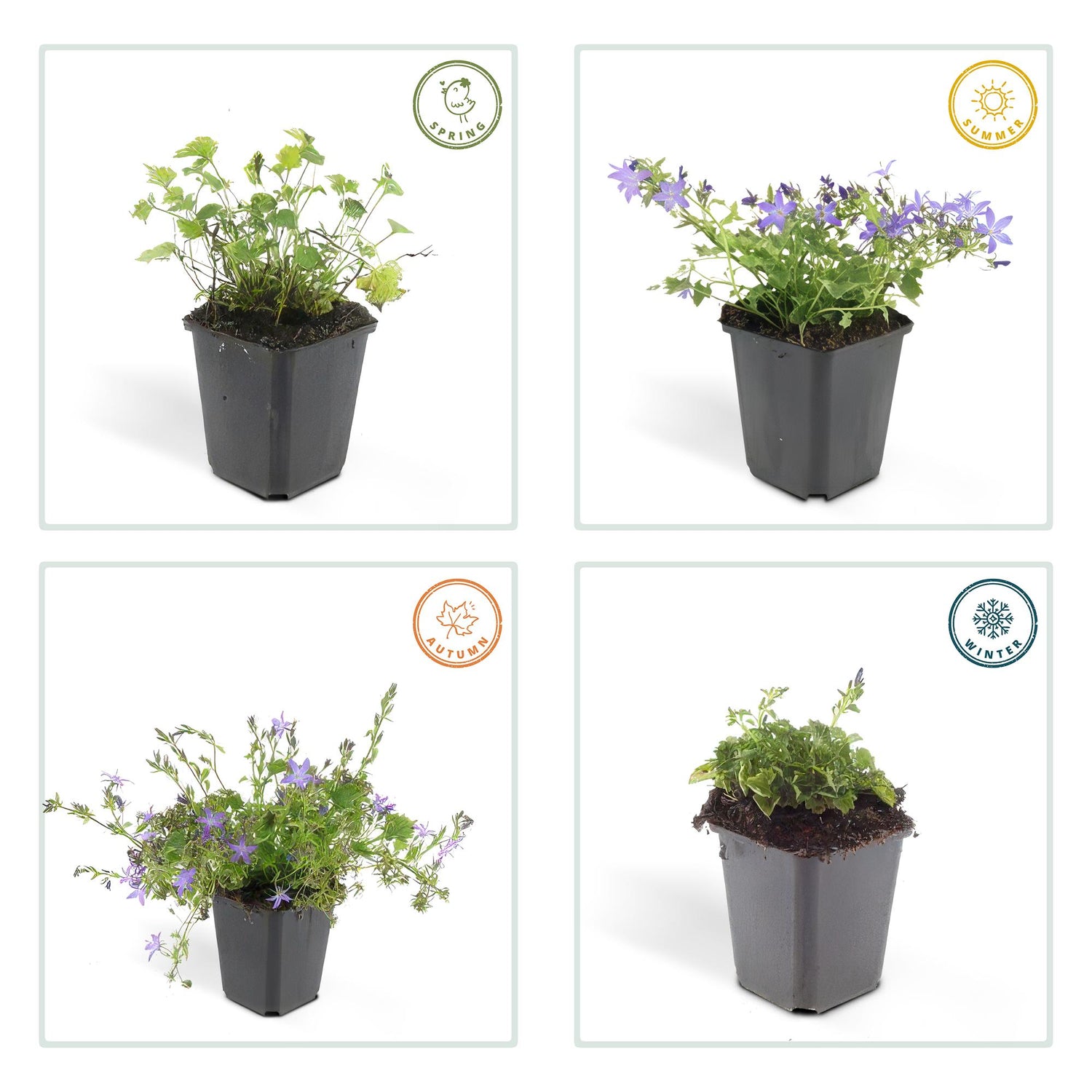 24x Campanula poscharskyana ‘Stella’ – Hängepolster-Glockenblume für Beete, Mauern &amp; Balkon – Höhe 10–25 cm – Ø 9 cm