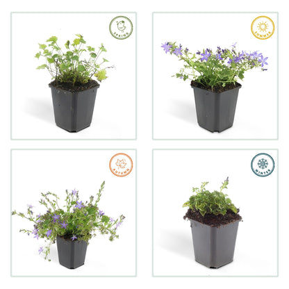 24x Campanula poscharskyana ‘Stella’ – Hängepolster-Glockenblume für Beete, Mauern &amp; Balkon – Höhe 10–25 cm – Ø 9 cm