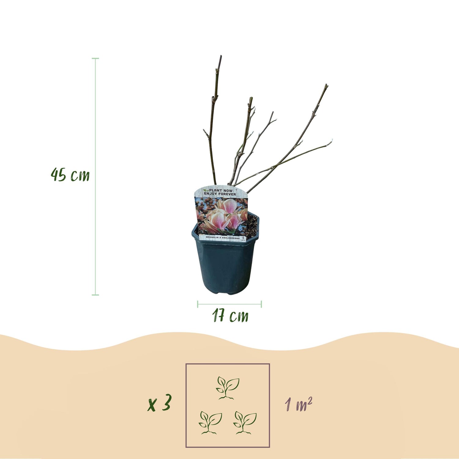Magnolia Soulangiana - Blüten Hellrosa - 1 Pflanze - Laubabwerfend - Wenig Pflege - Topf 17cm Höhe 45cm