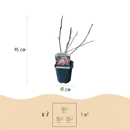 Magnolia Soulangiana - Blüten Hellrosa - 1 Pflanze - Laubabwerfend - Wenig Pflege - Topf 17cm Höhe 45cm