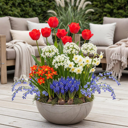 Blumenzwiebeln Bulbs From Holland | 125 Stück Farbenmix – Geschenkverpackung