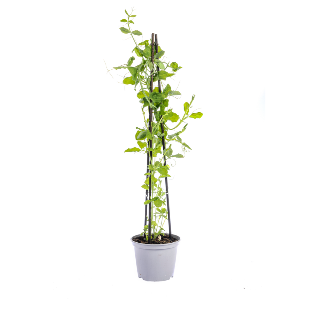 4x Mix aus Kletterpflanzen: Rhodochiton, Cobea, Lathyrus &amp; Ipomoea Ø13 cm - ↕60 cm