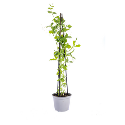 4x Mix aus Kletterpflanzen: Rhodochiton, Cobea, Lathyrus &amp; Ipomoea Ø13 cm - ↕60 cm